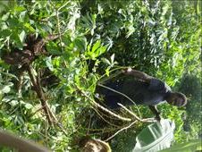 Harvesting and replanting cassava, Caroline Bay, Malekula.: by thomasz, Views[239]