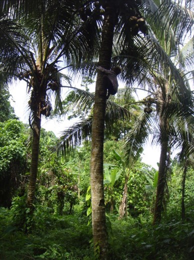 Angelina effortlessly climbing a coconut tree, Caroline Bay, Malekula.