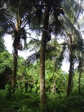 Angelina effortlessly climbing a coconut tree, Caroline Bay, Malekula.: by thomasz, Views[266]