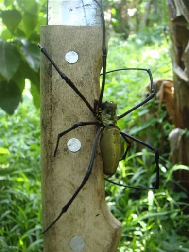 It's bigger than the handle of the machete, Caroline Bay, Malekula.