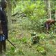Uncles Sam and Sonny clearing bush around the remains of their ancestral nakamal, Caroline Bay, Malekula. Views[148]