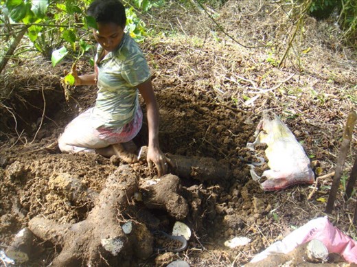 Marie digging for yams, Caroline Bay, Malekula.