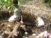 Marie digging for yams, Caroline Bay, Malekula.: by thomasz, Views[254]