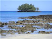 Boy out fishing on the reef, Caroline Bay, Malekula.: by thomasz, Views[162]