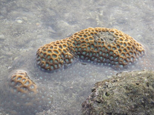Coral, between Limbinwen and White Sand, Malekula.