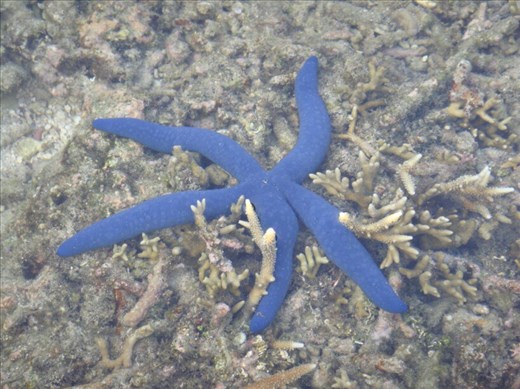 Blue starfish, between Limbinwen and White Sand, Malekula.