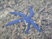 Blue starfish, between Limbinwen and White Sand, Malekula.: by thomasz, Views[131]