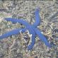 Blue starfish, between Limbinwen and White Sand, Malekula. Views[135]