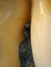 Jar Jar Binks?, between Limbinwen and White Sand, Malekula.: by thomasz, Views[135]