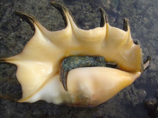 He'll soon be eaten, between Limbinwen and White Sand, Malekula.