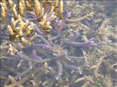 Staghorn coral, between Limbinwen and White Sand, Malekula.: by thomasz, Views[173]