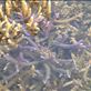 Staghorn coral, between Limbinwen and White Sand, Malekula. Views[144]
