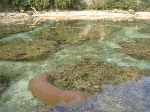 A maze of coral, between Limbinwen and White Sand, Malekula.