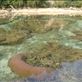 A maze of coral, between Limbinwen and White Sand, Malekula. Views[144]