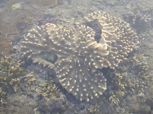 More weird looking coral, between Limbinwen and White Sand, Malekula.