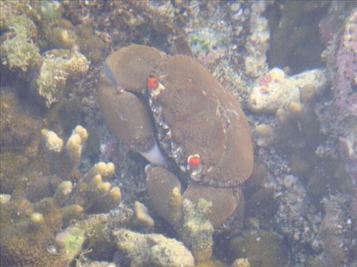 Little crab, between Limbinwen and White Sand, Malekula.