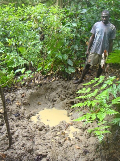 Mud bath of a wild pig, pig hunt, Caroline Bay, Malekula.