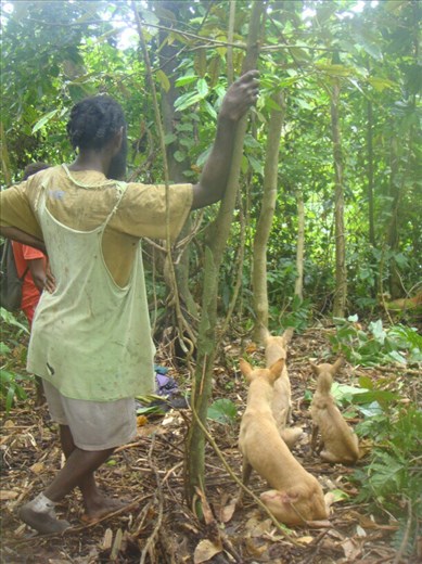 Ready to rush in and kill a wild boar, Caroline Bay, Malekula.