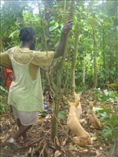 Ready to rush in and kill a wild boar, Caroline Bay, Malekula.: by thomasz, Views[247]