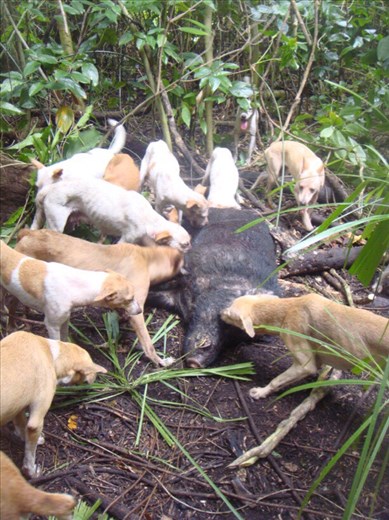 Spoil of the day, it's a big pig alright, Caroline Bay, Malekula.