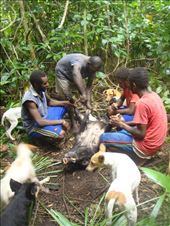 The testicles are cut off first, Caroline Bay, Malekula.: by thomasz, Views[194]