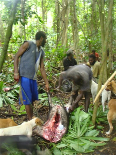 Cutting up the pig, Caroline Bay, Malekula.