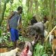 Cutting up the pig, Caroline Bay, Malekula. Views[285]