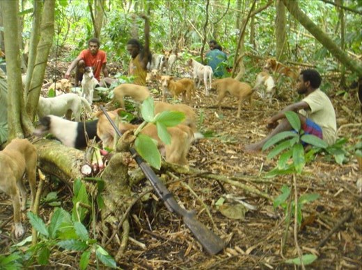 An ancient rifle (held together with shoelaces) does the trick, or some bamboo spears, Caroline Bay, Malekula.