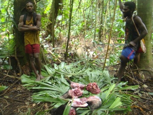 Guarding the meat from flies and dogs, Caroline Bay, Malekula.