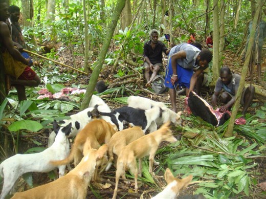 Bloodthirsty hounds, Caroline Bay, Malekula.