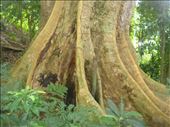 Big trunk, Caroline Bay, Malekula.: by thomasz, Views[143]