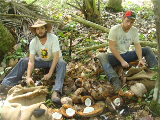 Shelling out coconuts for copra, Caroline Bay, Malekula.