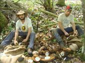 Shelling out coconuts for copra, Caroline Bay, Malekula.: by thomasz, Views[292]