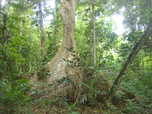 Big nakatambol, Caroline Bay, Malekula.