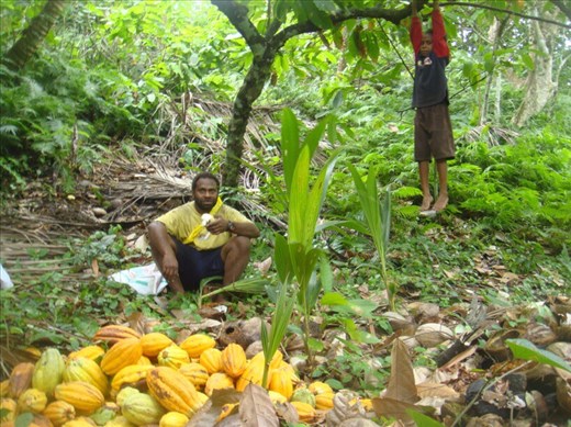 Harvesting cacao, Drashila hanging from a tree, Caroline Bay, Malekula.