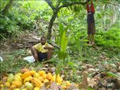 Harvesting cacao, Drashila hanging from a tree, Caroline Bay, Malekula.: by thomasz, Views[155]