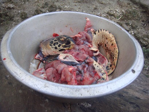 Turtle on the menu, Caroline Bay, Malekula.