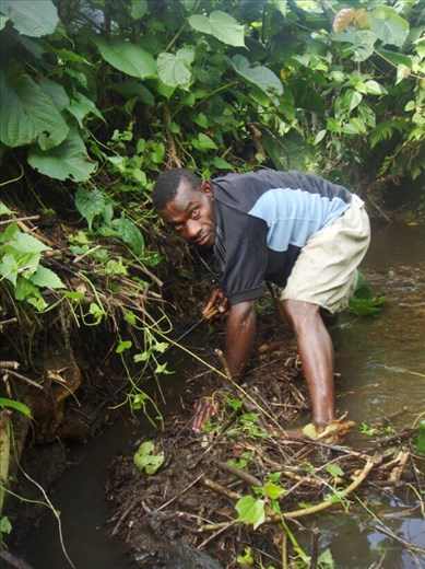 Maurice (cousin) digging for eels in the riverbank, Caroline Bay, Malekula.