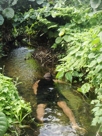 Chanel looking for naura (crayfish), Caroline Bay, Malekula.