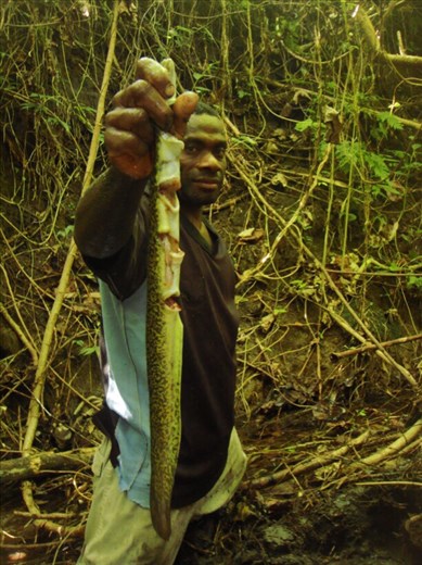 Fresh eel, Caroline Bay, Malekula.