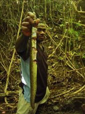 Fresh eel, Caroline Bay, Malekula.: by thomasz, Views[165]