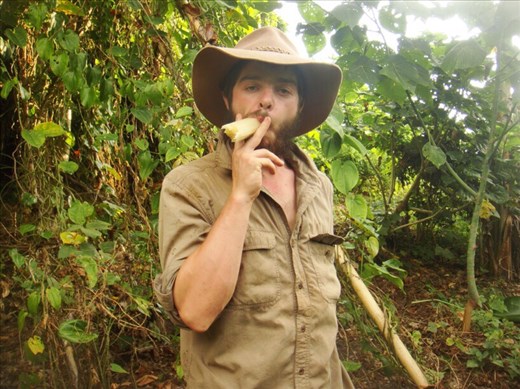 Sugarcane cigar, Caroline Bay, Malekula.