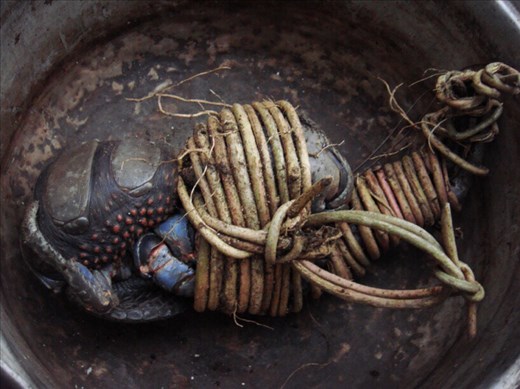 Tied up coconut crab, Caroline Bay, Malekula.