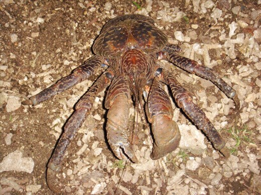 Best thing I've ever eaten, Caroline Bay, Malekula.