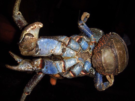 Underside of a coconut crab, Caroline Bay, Malekula.