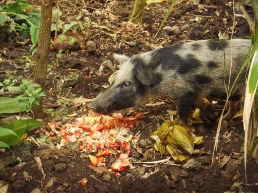 Angelina's pig eating crab shells, Caroline Bay, Malekula.