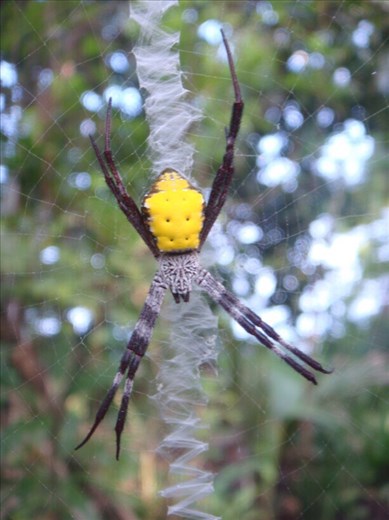 Yellow argiope spider, Caroline Bay, Malekula.