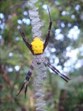 Yellow argiope spider, Caroline Bay, Malekula.: by thomasz, Views[671]