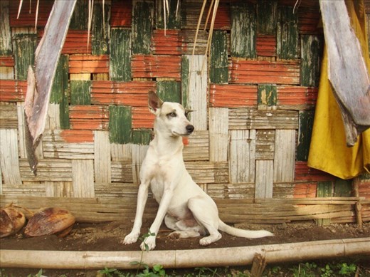 Selek ('my friend'), Caroline Bay, Malekula.