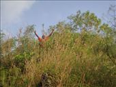 Maurice on a hill, Malekula.: by thomasz, Views[120]